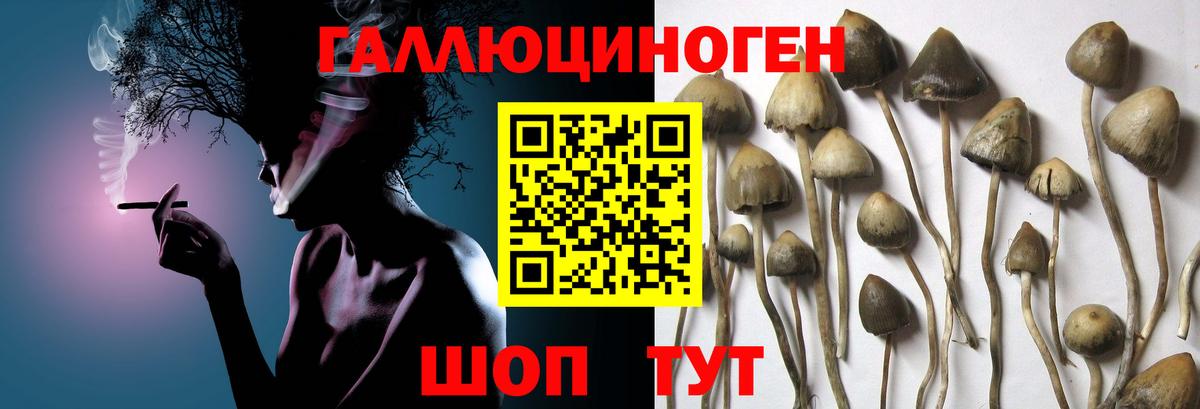 Галлюциногенные грибы Psilocybe  купить наркотик  Галлюциногенные грибы GOLDEN TEACHER  Нижний Тагил  Вход с VPN 